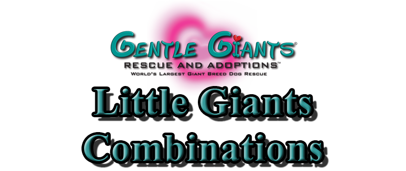 Shelties at Gentle Giants Rescue and Adoptions